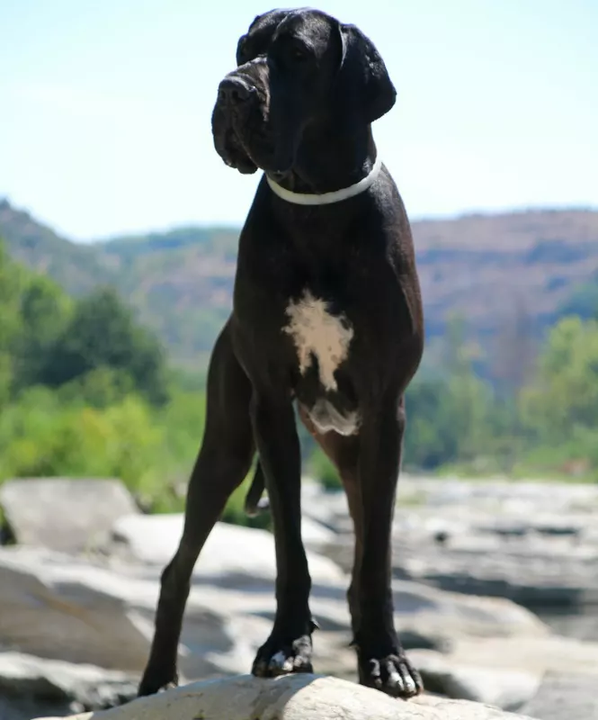 R'EVE DU DOMAINE DU RUPT DE MAD · Dogue Allemand femelle Noir · LOF 83432 · élevage DREUMONT VALERIE