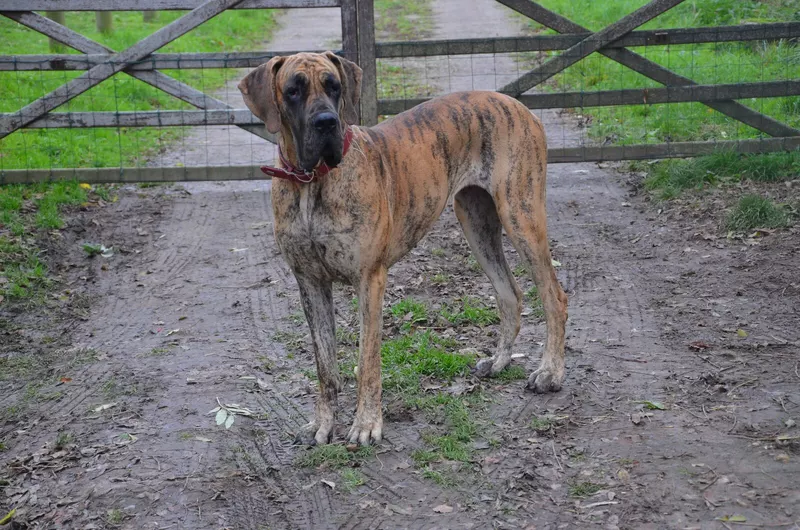 UTOPIA DU VAL DE CELLE · Dogue Allemand femelle Bringé · LOF 86613 · élevage BOULANGER SYLVAIN