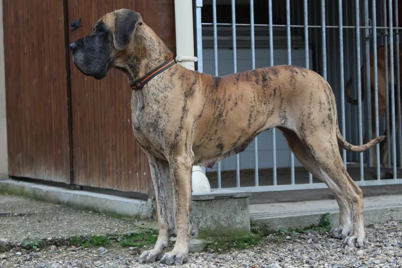 MALOU DU VAL DE CELLE · Dogue Allemand femelle Bringé · LOF 79283 · élevage BOULANGER SYLVAIN