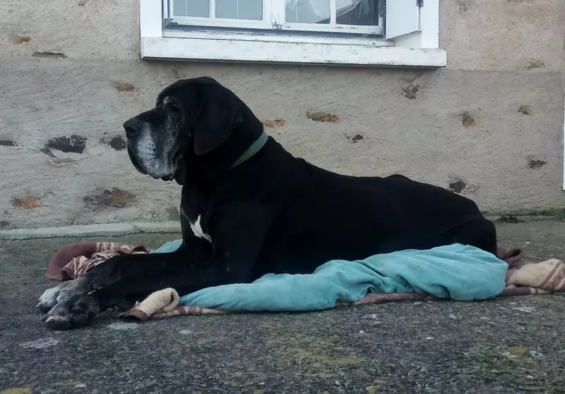 EMMY DES GARDIENS D'ISIS · Dogue Allemand femelle Noir · LOF 70666 · élevage JOB JULIEN