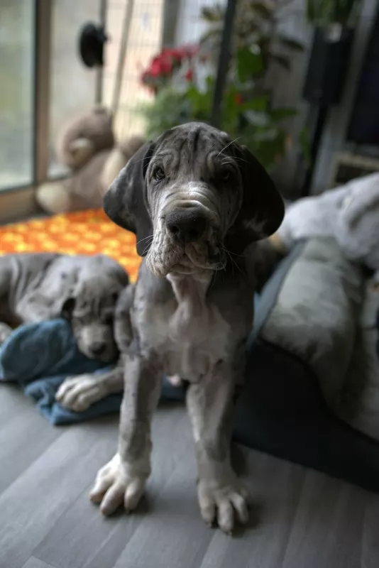 BUDDY · Dogue Allemand mâle Gris bigarré de noir · LOF 88648 · élevage SABBATINI MEGANE