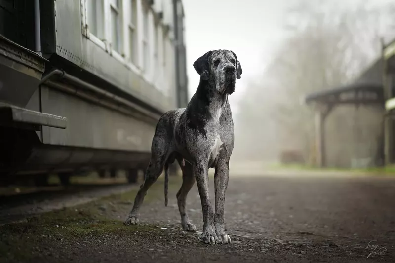 OZZY DU PARADIS DES GEANTS · Dogue Allemand mâle Gris bigarré de noir · LOF 81434 · élevage RISBEC ISABELLE & AMELIE