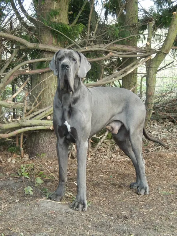 IAGON DES TERRES DE LA RAIRIE · Dogue Allemand mâle Bleu · LOF 76203 · élevage PINCEMIN LABROUSSE MARIE-JOSE