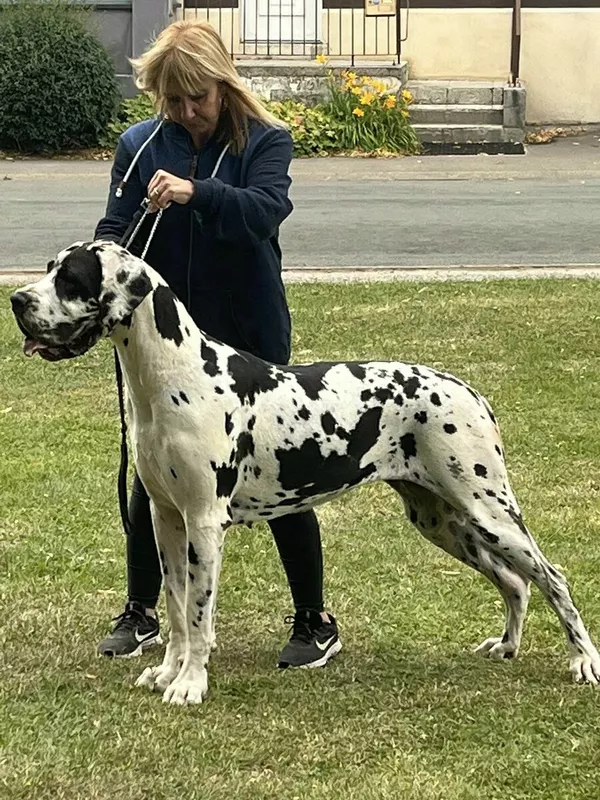 SAMARA DE LA BENJAMINE · Dogue Allemand femelle Blanc bigarré de noir · LOF 84488 · élevage MAUNDER PORTRON VERONIQUE
