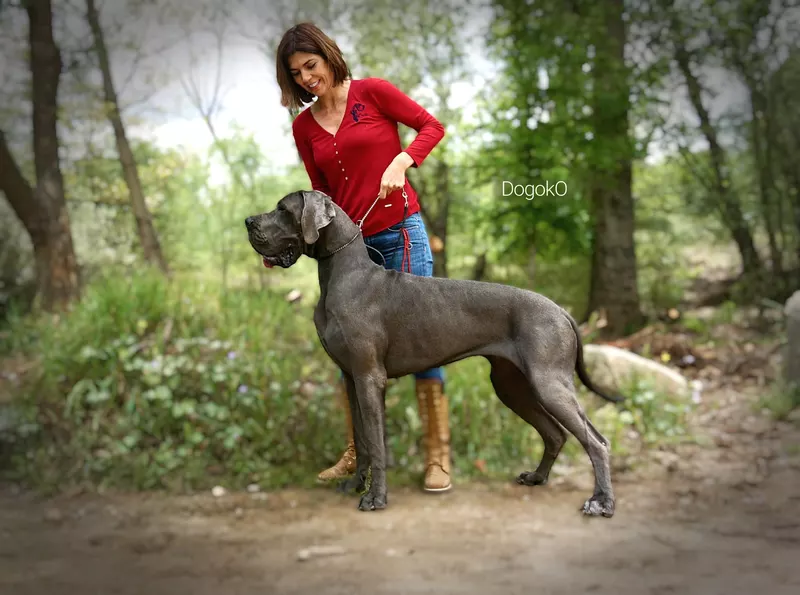 LENKA DE DOGOKO · Dogue Allemand · LOE 2382828 · élevage Mme AGUADO MIRON Sonia