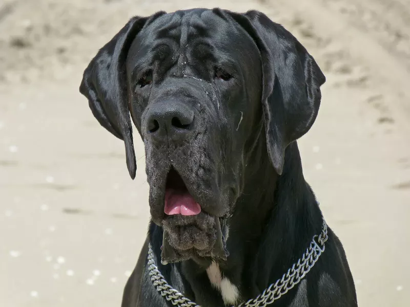 LUCIUS DES COMTES SEQUANES · Dogue Allemand mâle Noir · LOF 78084 · élevage TRUONG ALEXANDRA & MARC