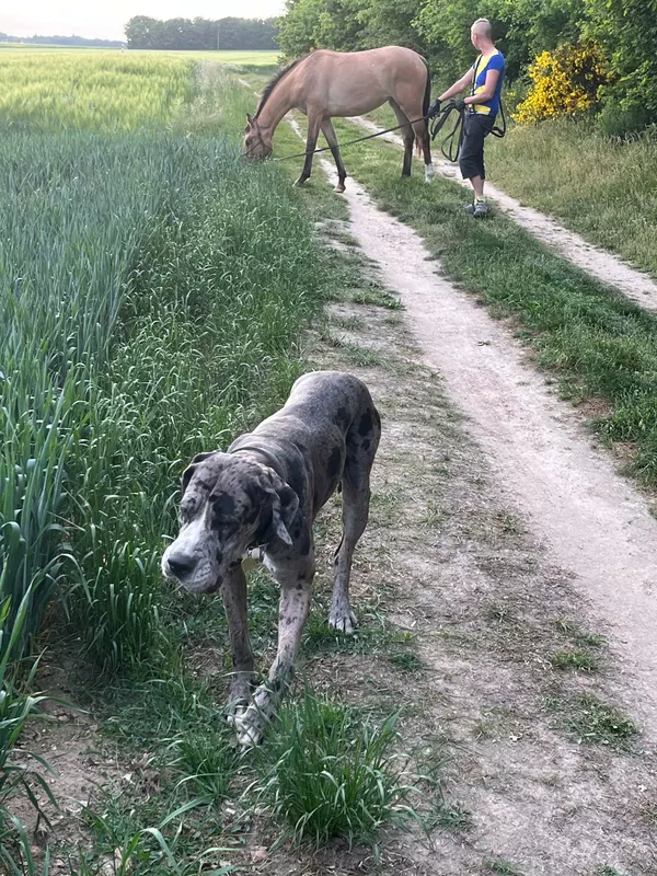 Ugly des côtes de la saunade · Dogue Allemand femelle Arlequin · LOF 86979 · élevage Kelly MOREL