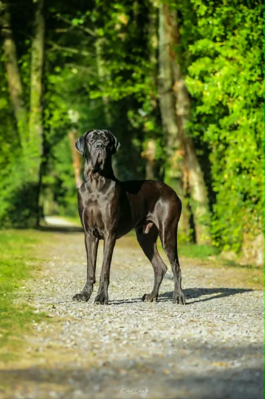 U2 DES GEANTS DU PARADIS D'HAVA · Dogue Allemand mâle Noir · LOF 86625 · élevage MEURICE GREGORY