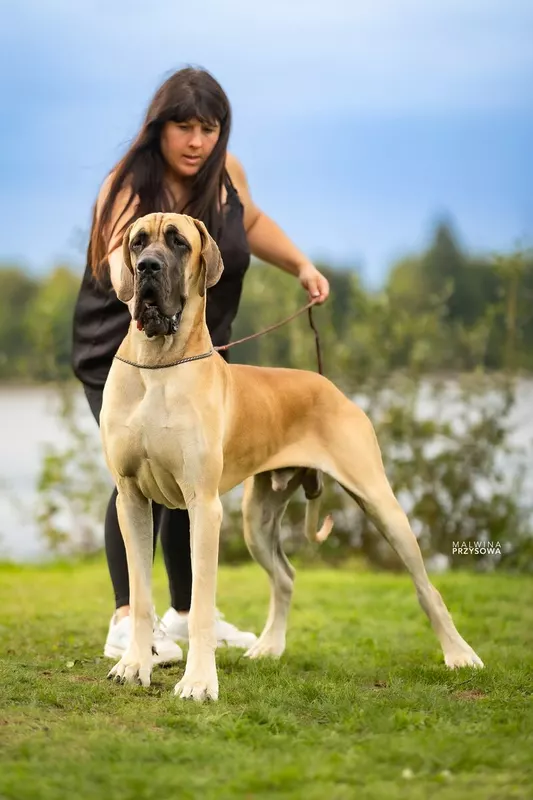 VALDO ECCO DE LA GUILDE DES NEPHILIMS · Dogue Allemand mâle Fauve · LOF 87739 · élevage LA GUILDE DES NEPHILIMS