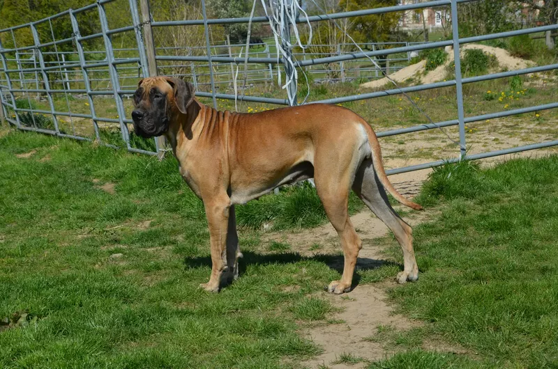 PLUME DU DOMAINE DE SULTAN · Dogue Allemand femelle Fauve · LOF 82331 · élevage BERNARD PASCALE