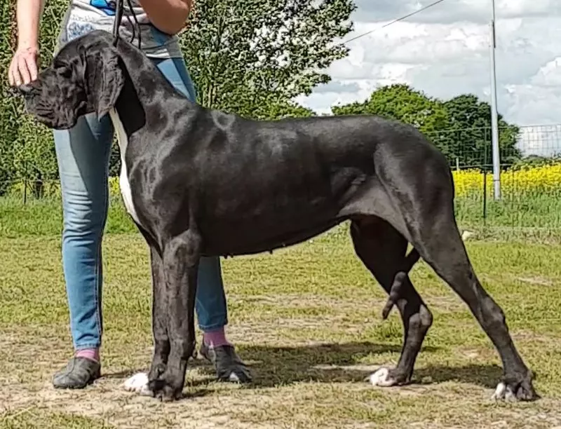 NUANCE DU DOMAINE DU RUPT DE MAD · Dogue Allemand femelle Noir · LOF 80603 · élevage DREUMONT VALERIE