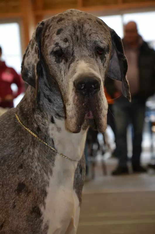 OLAF DE LA MUSE D'APOLLON · Dogue Allemand mâle Gris bigarré de noir · LOF 82302 · élevage ROLLAND G. & MELLE BOIBARY J.