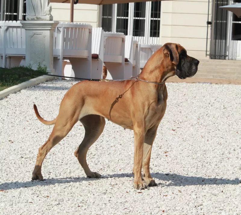 REQUIEM DU VAL DE CELLE · Dogue Allemand femelle Fauve · LOF 83711 · élevage BOULANGER SYLVAIN