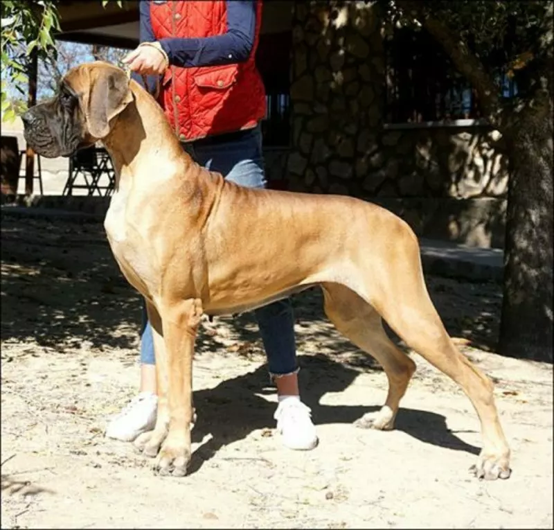 BIRKA DE ULMER De Ulmer · Dogue Allemand · LOE 2411030 · élevage M. MARTINEZ PINTOR Jose Maria
