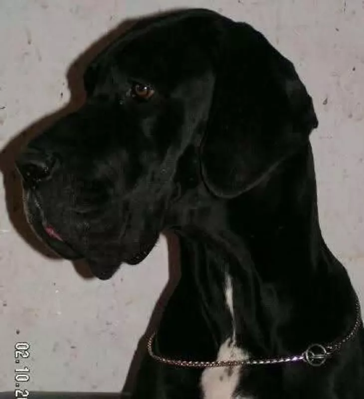 AIDI DITE AMAZONE DU TEMPLE SACRE D'HELOISE · Dogue Allemand femelle Noir · LOF 65000 · élevage MONNIN ELISABETH