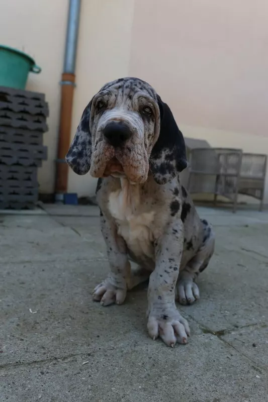 BONES · Dogue Allemand mâle Gris bigarré de noir · LOF 88642 · élevage SABBATINI MEGANE