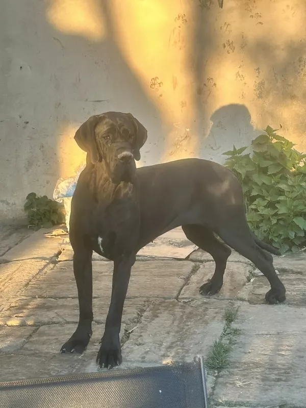 VICINIA Au Royaume de Leyla · Dogue Allemand femelle Noire · LOF 87941 · élevage MATHOREL STEPHANIE