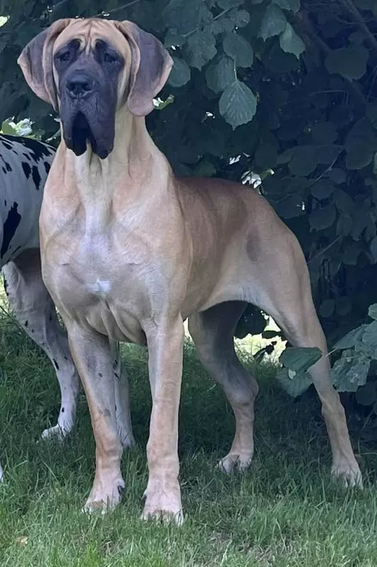 ULTIMA De la Drague D'athies · Dogue Allemand femelle Fauve · LOF 86863 · élevage TOUTOUS VERONIQUE