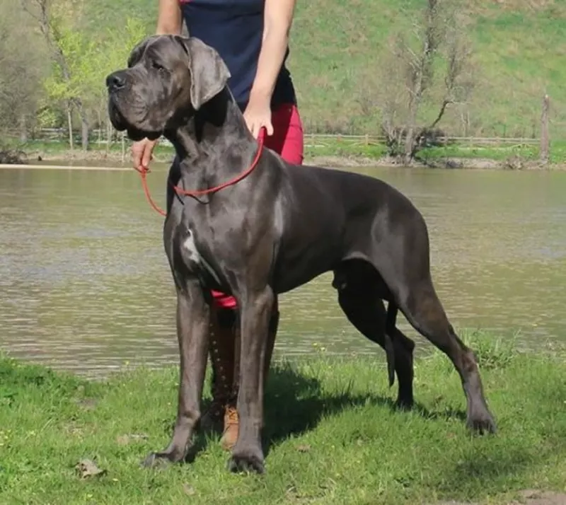 JAVO DE DOGOKO · Dogue Allemand · LOE 2273957 · élevage Mme AGUADO MIRON Sonia