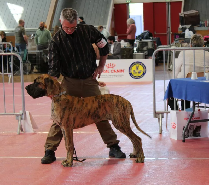 AUTHENTIQUE Du Val de Celle · Dogue Allemand femelle Bringée · LOF 88401 · élevage BOULANGER SYLVAIN