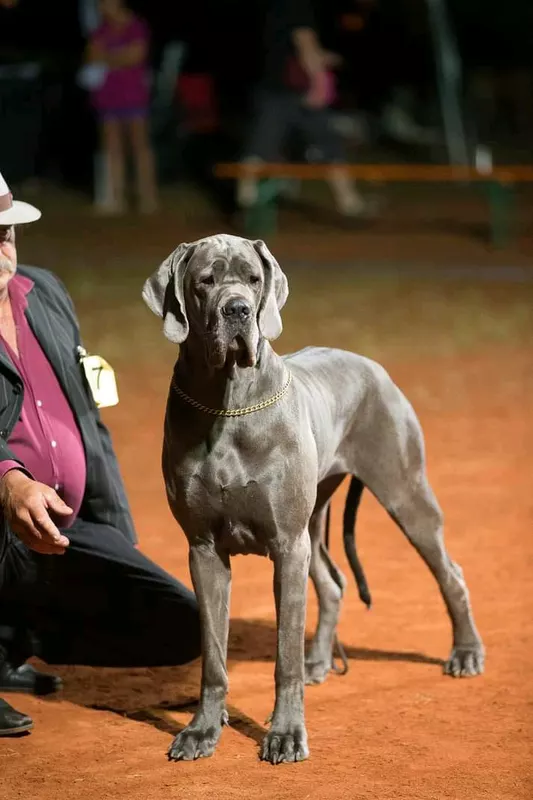HEY JUDE Du Mont Toise · Dogue Allemand femelle Bleue · LOF 74948 · élevage CHARCIAREK R/C