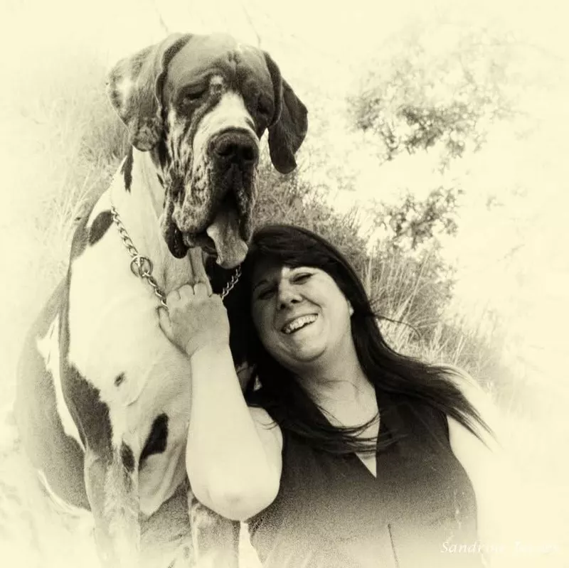 JADIS Du Temple Sacre D'heloise · Dogue Allemand mâle Noir · LOF 76952 · élevage MONNIN ELISABETH