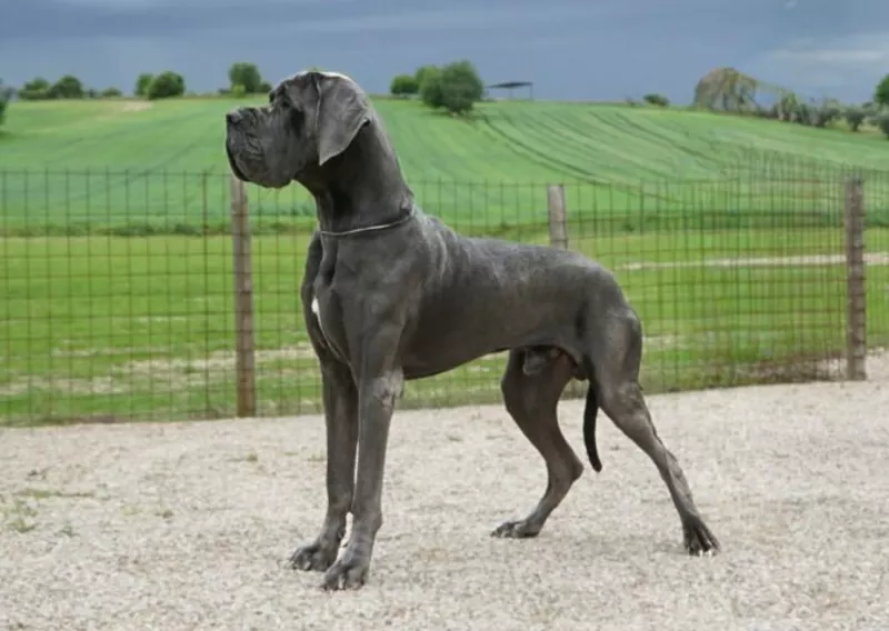 ULMER DE DOGOKO · Dogue Allemand · LOE 2703988 · élevage Mme AGUADO MIRON Sonia