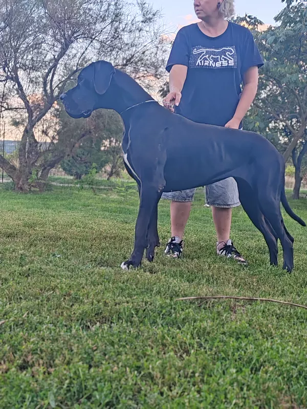 VERY BLACK DREAM DU DOMAINE D'ORTHOS · Dogue Allemand femelle Noir · LOF 87332 · élevage LE DOMAINE D'ORTHOS