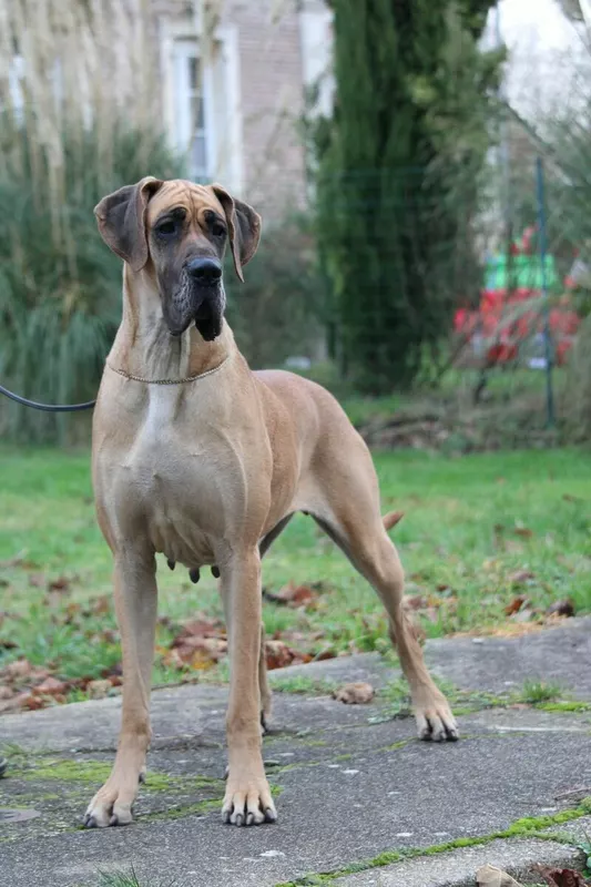 UZURI DU DRAGON DE LA PLUME DOREE · Dogue Allemand femelle Fauve · LOF 86447 · élevage DUSART BENOIT & MME DELHAYE FLORIANE & MME DUMOULIN CHARLOTTE