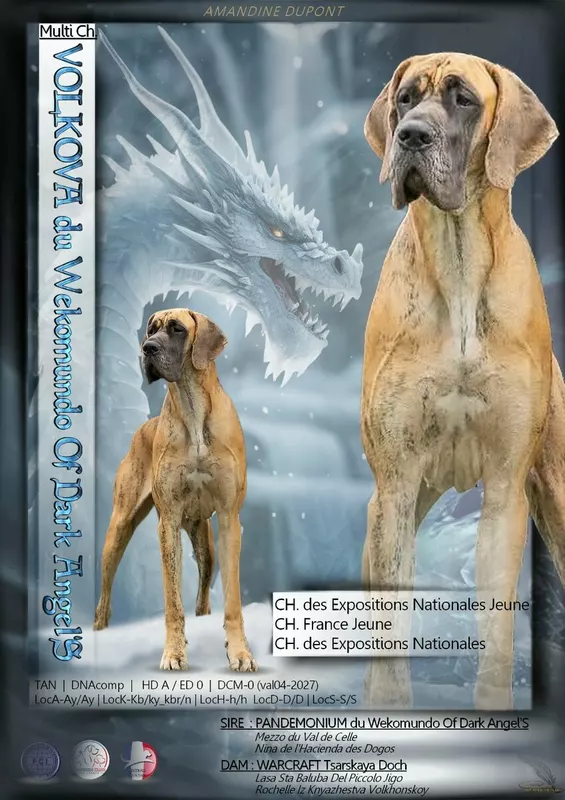 VOLKOVA DU WEKOMUNDO OF DARK ANGEL'S · Dogue Allemand femelle Bringé · LOF 87283 · élevage DUPONT AMANDINE & ISABELLE