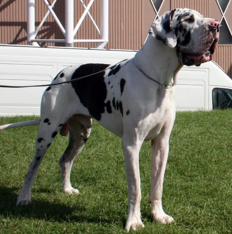 DOUGLAS Du Temple Sacre D'heloise · Dogue Allemand mâle Noir · LOF 70422 · élevage MONNIN ELISABETH