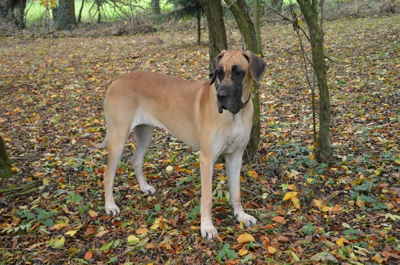 VAHINA DES ZAMOURS DE CAUX · Dogue Allemand femelle Fauve · LOF 87150 · élevage LES ZAMOURS DE CAUX