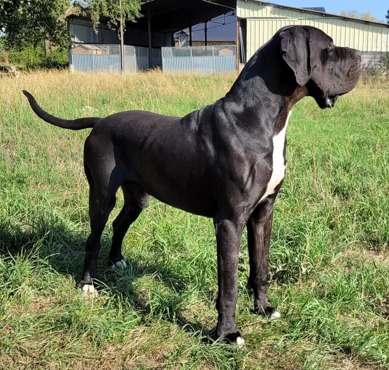 OBELIX DU DOMAINE DU RUPT DE MAD · Dogue Allemand mâle Noir · LOF 81880 · élevage DREUMONT VALERIE