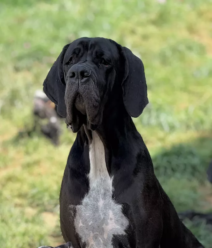 UMA AU ROYAUME DE LEYLA · Dogue Allemand femelle Noir · LOF 86986 · élevage MATHOREL STEPHANIE & JOLIS GUILLAUME