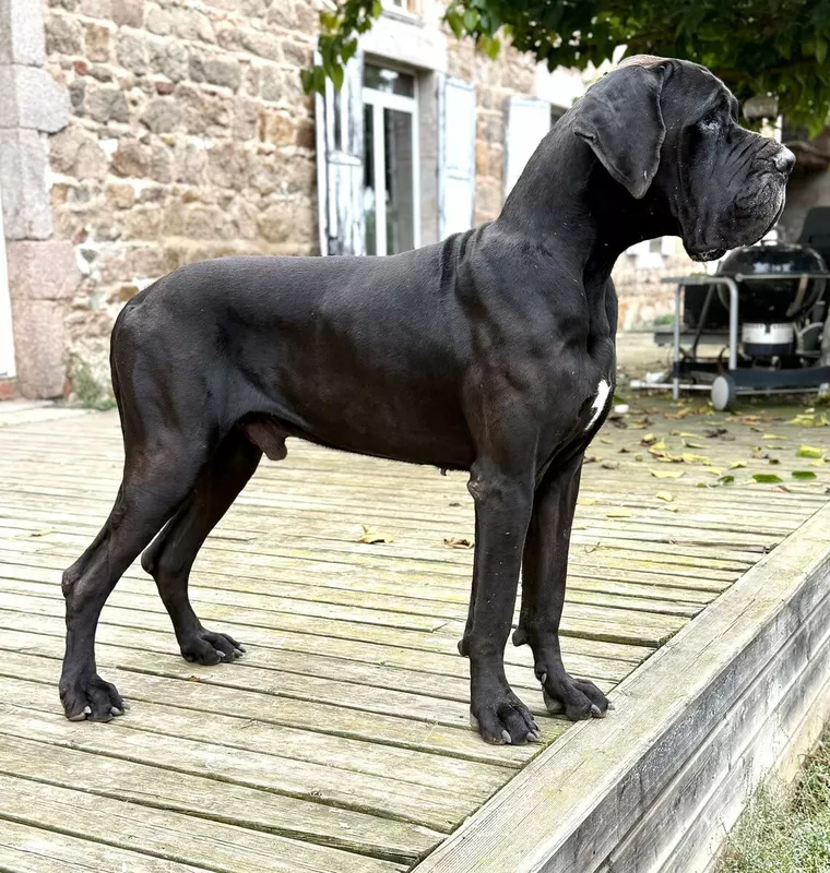 ULHAN AU ROYAUME DE LEYLA · Dogue Allemand mâle Noir · LOF 86764 · élevage MATHOREL STEPHANIE & JOLIS GUILLAUME