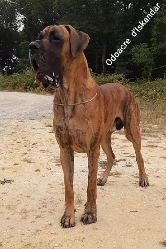 ODOACRE D'ISKANDAR · Dogue Allemand mâle Bringé · LOF 81900 · élevage GATTEGNO DAVID & CAROLL