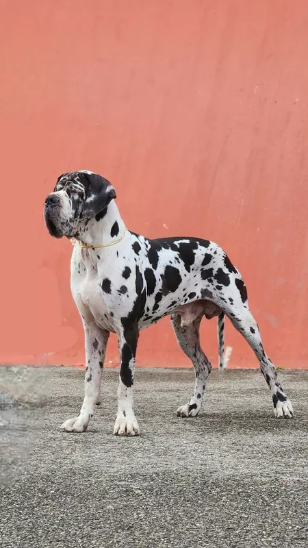 THEMISTOKHLE DE L'OUTSAINA · Dogue Allemand mâle Blanc bigarré de noir · LOF 86039 · élevage ESPOSITO FLORIANE