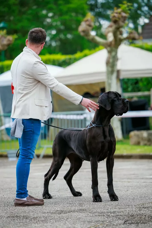 UGUETTE DES GEANTS DU PARADIS D'HAVA · Dogue Allemand femelle Noir · LOF 86624 · élevage MEURICE GREGORY