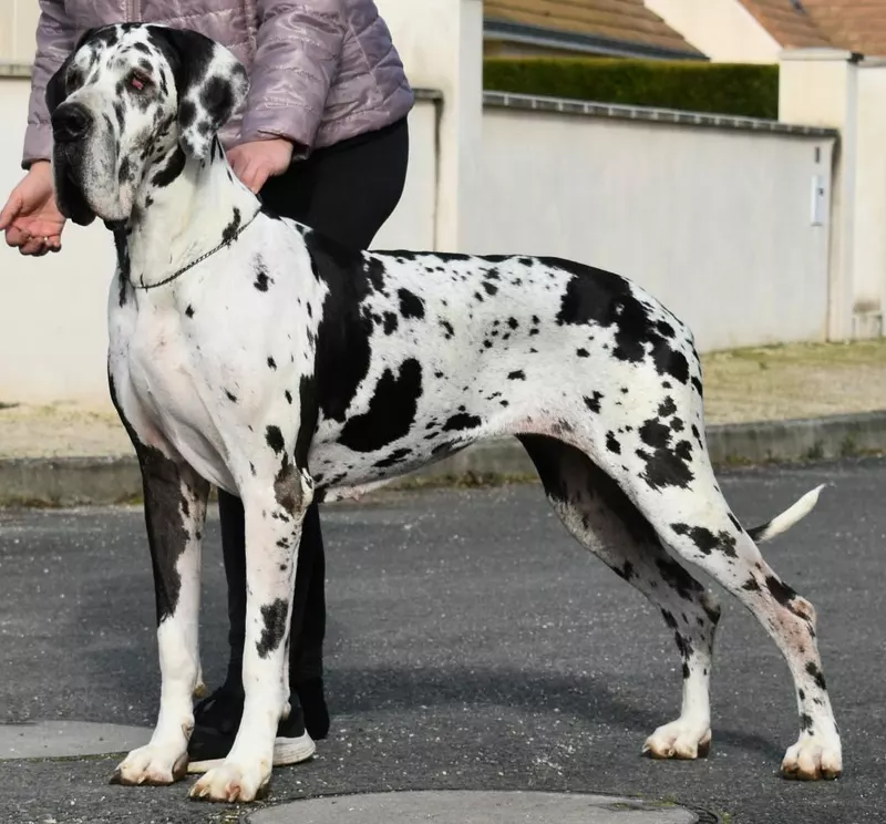 JEWEL DES TEMPLIERS CATHARES · Dogue Allemand femelle Blanc bigarré de noir · LOF 77422 · élevage DES TEMPLIERS CATHARES