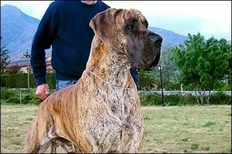 JEROME DE ULMER De Ulmer · Dogue Allemand · LOE 1366730 · élevage M. MARTINEZ PINTOR Jose Maria
