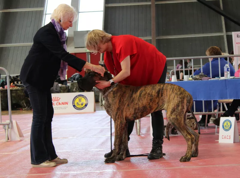 ARIELLE Du Val de Celle · Dogue Allemand femelle Bringée · LOF 88402 · élevage BOULANGER SYLVAIN