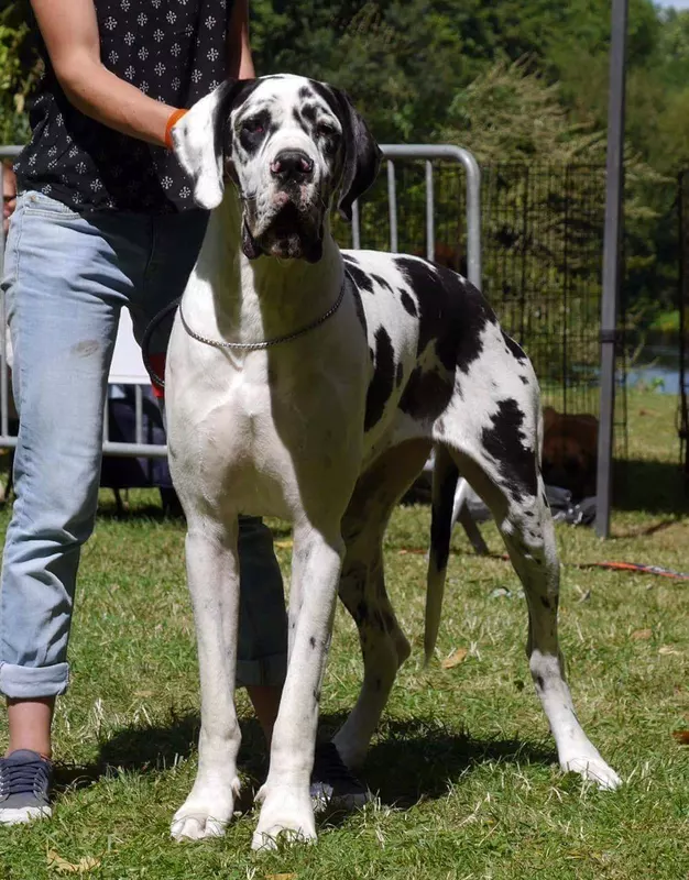LUTECIA DES APOLLONS DE L'OLYMPE · Dogue Allemand femelle Blanc bigarré de noir · LOF 77998 · élevage CHERET ISABELLE