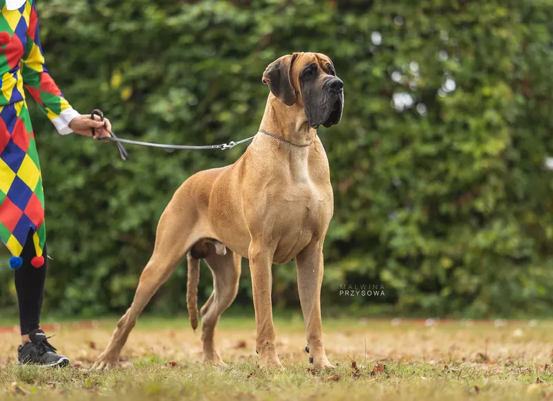 OCTOPUSSY DU GARRONOUX · Dogue Allemand mâle Fauve · LOF 81720 · élevage LEVERBE JEAN & ARMELLE