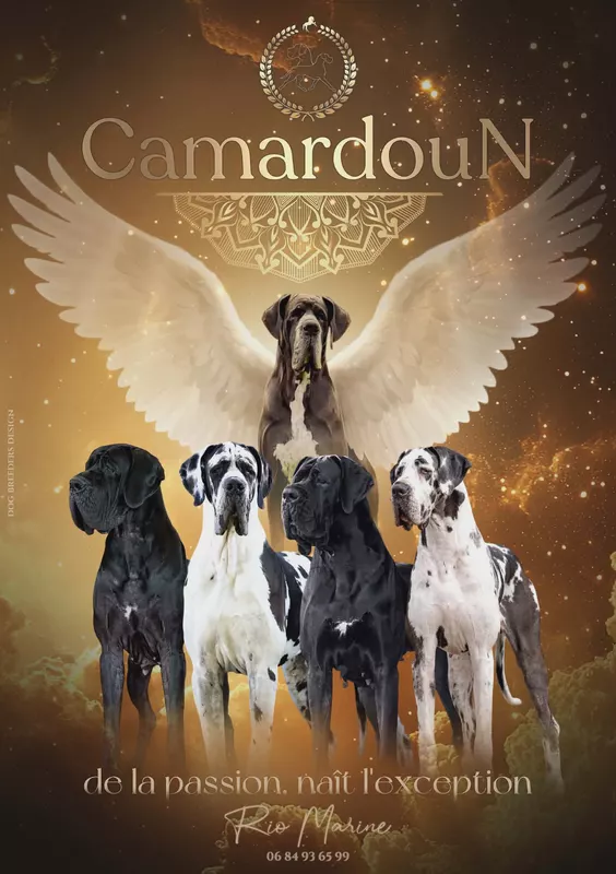 Bannière de l'élevage Camardoun