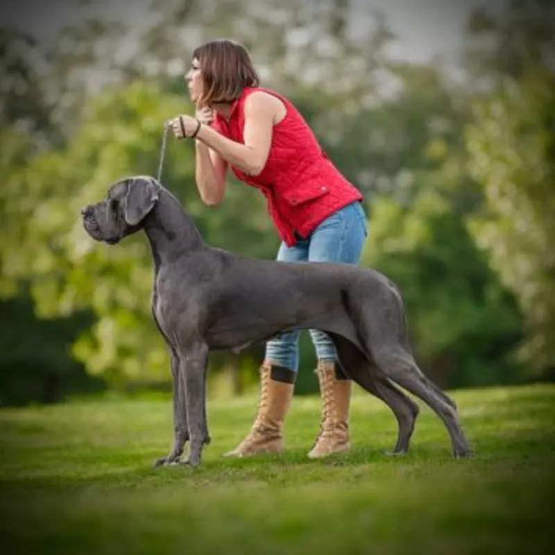 QATAR DE DOGOKO, Dogue Allemand 