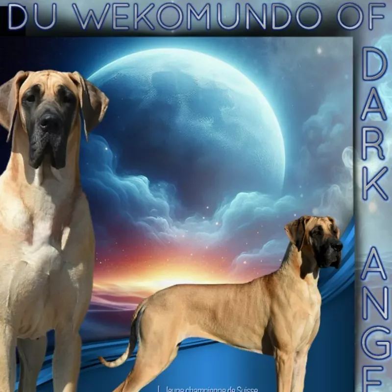 UZUMAKI DU DRAGON DE LA PLUME DOREE, Dogue Allemand fauve