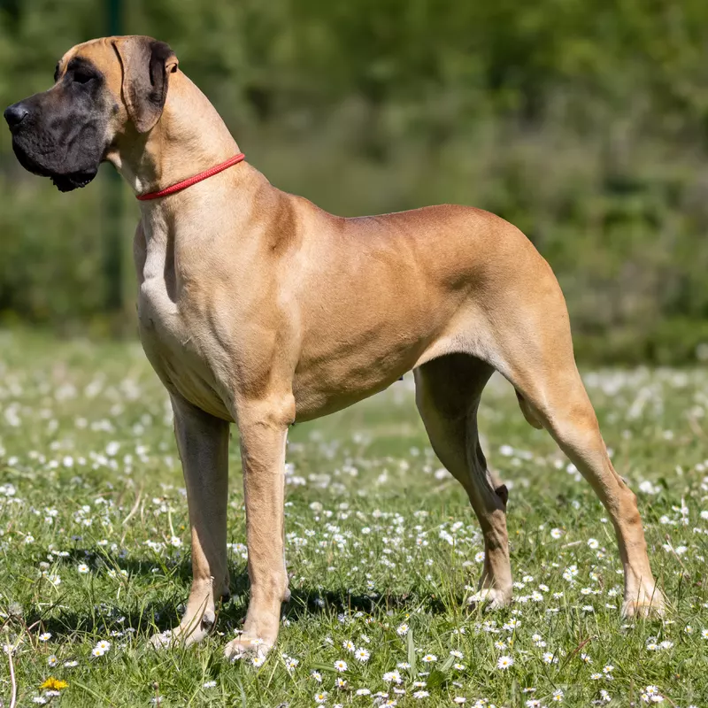 VARIATION SUR MARILOU DU VAL DE CELLE, Dogue Allemand fauve