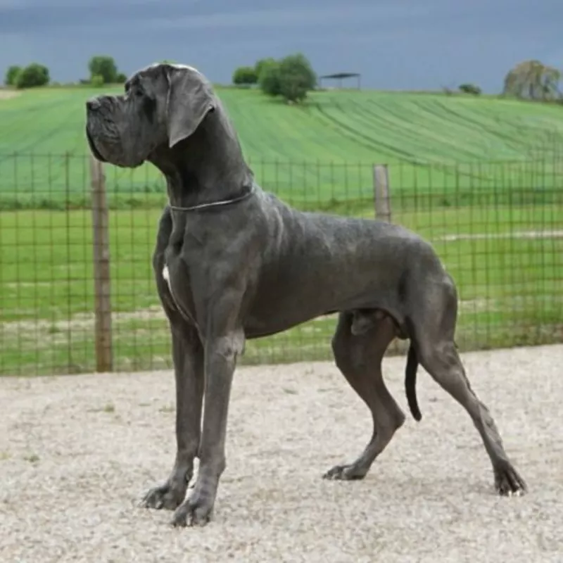 ULMER DE DOGOKO, Dogue Allemand 