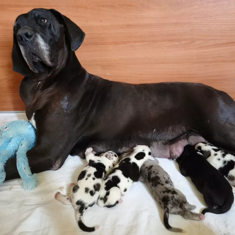 Portée Dogue Allemand Noir · élevage Dogs Of Djwil — photo 1 sur 11