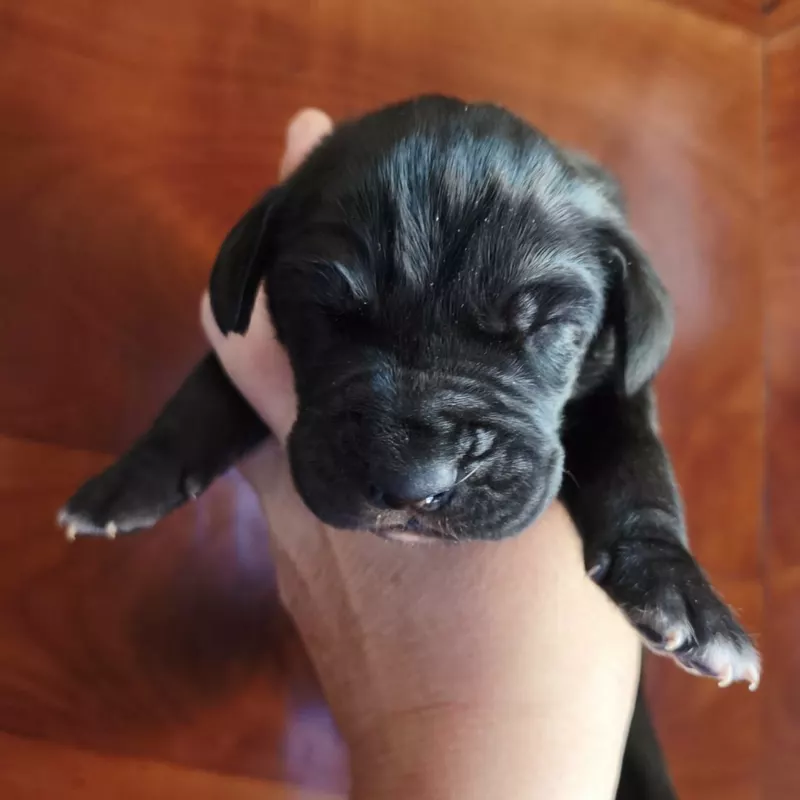 Portée Dogue Allemand Noir · élevage Dogs Of Djwil — photo 4 sur 11
